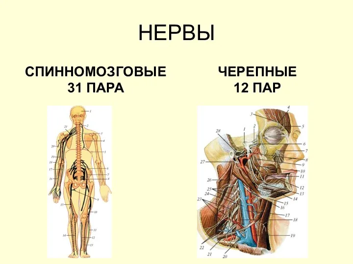 НЕРВЫ СПИННОМОЗГОВЫЕ 31 ПАРА ЧЕРЕПНЫЕ 12 ПАР