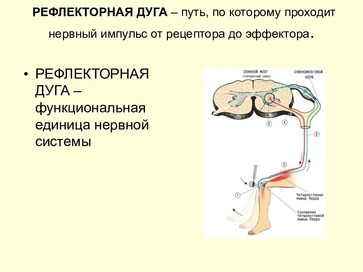 РЕФЛЕКТОРНАЯ ДУГА – путь, по которому проходит нервный импульс от рецептора до