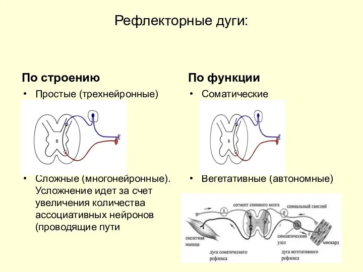 Рефлекторные дуги: По строению Простые (трехнейронные) Сложные (многонейронные). Усложнение идет за счет