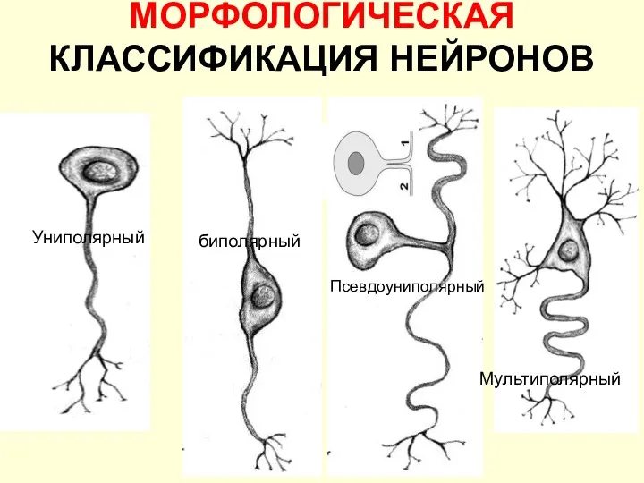 МОРФОЛОГИЧЕСКАЯ КЛАССИФИКАЦИЯ НЕЙРОНОВ Униполярный биполярный Псевдоуниполярный Мультиполярный