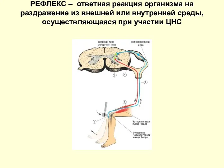 РЕФЛЕКС – ответная реакция организма на раздражение из внешней или внутренней среды, осуществляющаяся при участии ЦНС