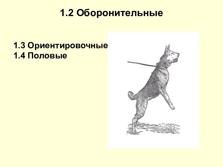 1.2 Оборонительные 1.3 Ориентировочные 1.4 Половые