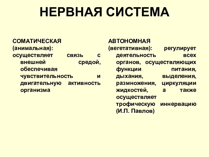 НЕРВНАЯ СИСТЕМА СОМАТИЧЕСКАЯ (анимальная): осуществляет связь с внешней средой, обеспечивая чувствительность и