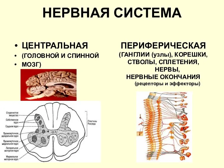 НЕРВНАЯ СИСТЕМА ЦЕНТРАЛЬНАЯ (ГОЛОВНОЙ И СПИННОЙ МОЗГ) ПЕРИФЕРИЧЕСКАЯ (ГАНГЛИИ (узлы), КОРЕШКИ, СТВОЛЫ,