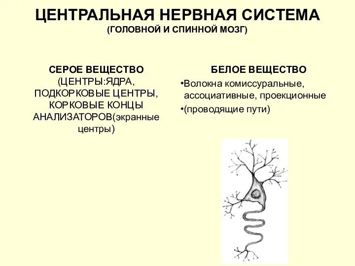 ЦЕНТРАЛЬНАЯ НЕРВНАЯ СИСТЕМА (ГОЛОВНОЙ И СПИННОЙ МОЗГ) СЕРОЕ ВЕЩЕСТВО (ЦЕНТРЫ:ЯДРА, ПОДКОРКОВЫЕ ЦЕНТРЫ,