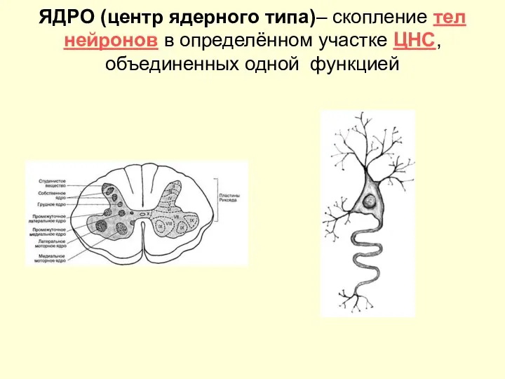 ЯДРО (центр ядерного типа)– скопление тел нейронов в определённом участке ЦНС, объединенных одной функцией