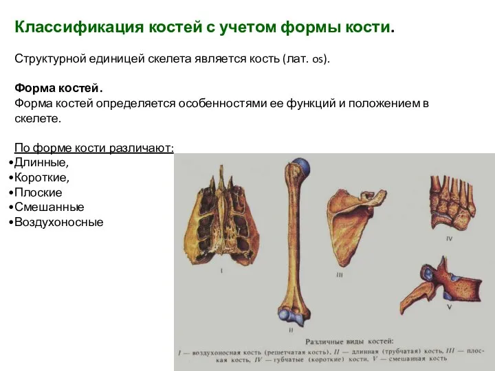 Классификация костей с учетом формы кости. Структурной единицей скелета является кость (лат.