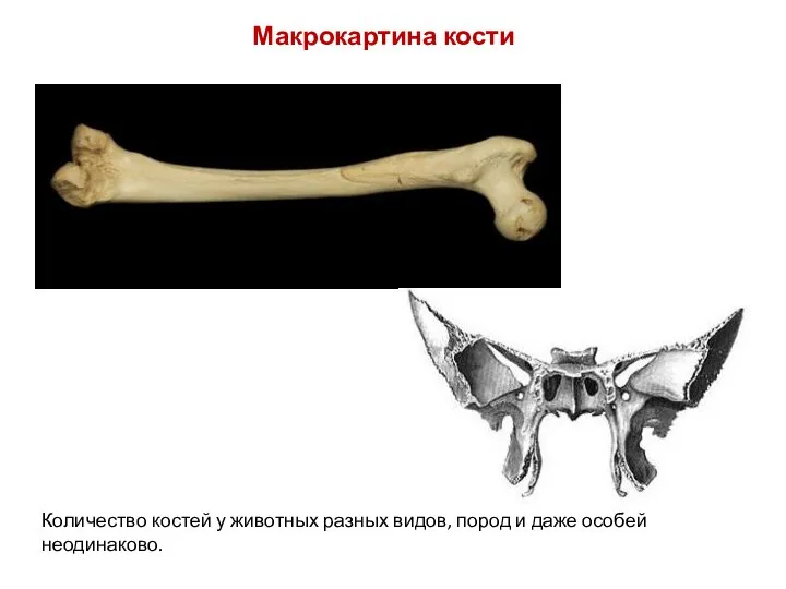 Макрокартина кости Количество костей у животных разных видов, пород и даже особей неодинаково.