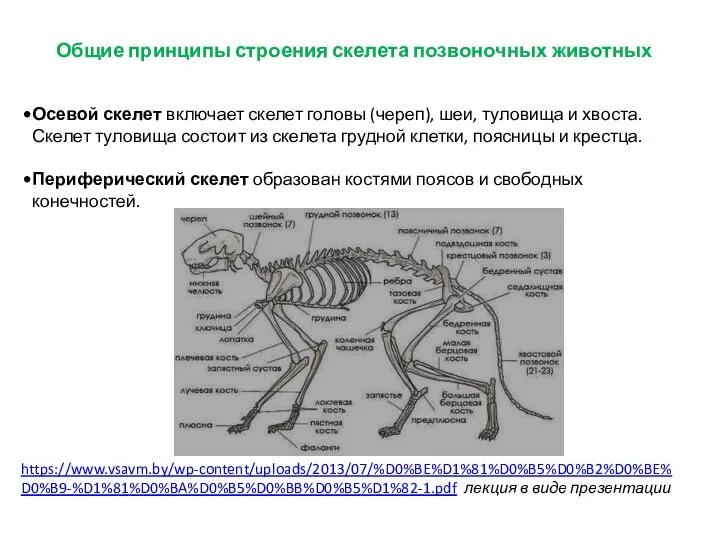 Общие принципы строения скелета позвоночных животных Осевой скелет включает скелет головы (череп),