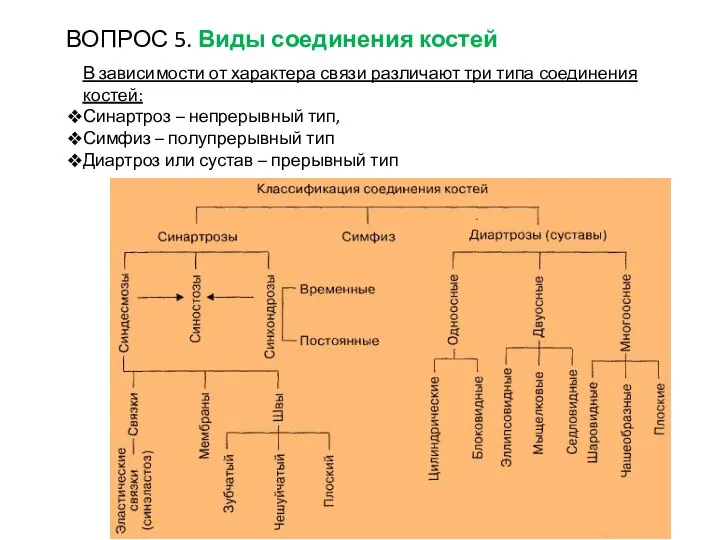 В зависимости от характера связи различают три типа соединения костей: Синартроз –