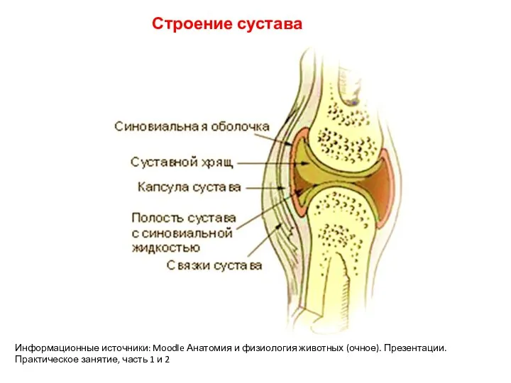 Строение сустава Информационные источники: Moodle Анатомия и физиология животных (очное). Презентации. Практическое