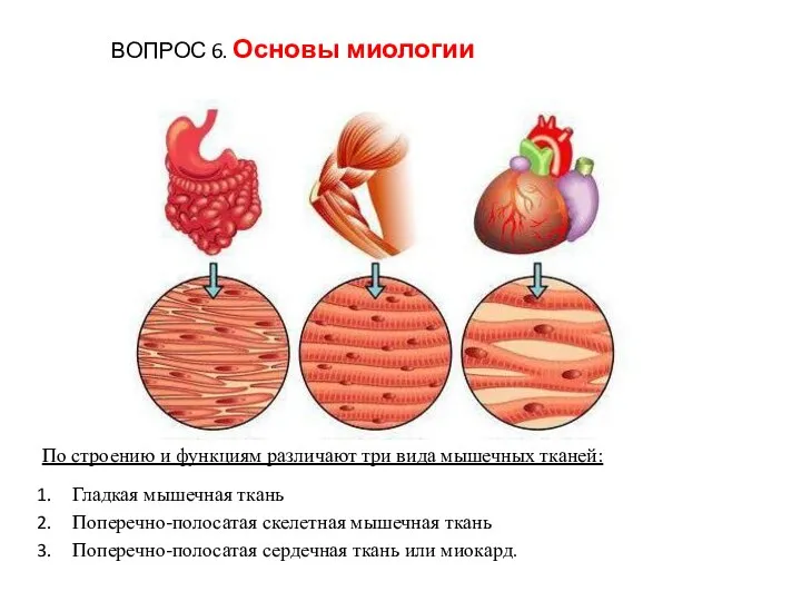По строению и функциям различают три вида мышечных тканей: Гладкая мышечная ткань
