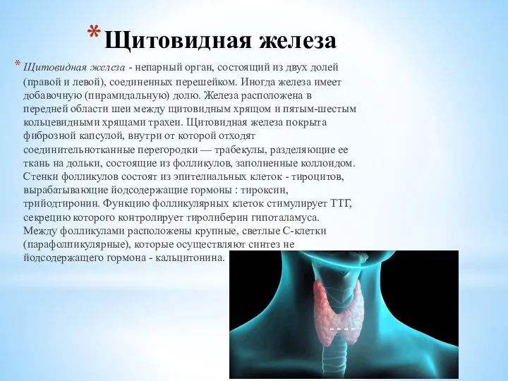Щитовидная железа Щитовидная железа - непарный орган, состоящий из двух долей (правой