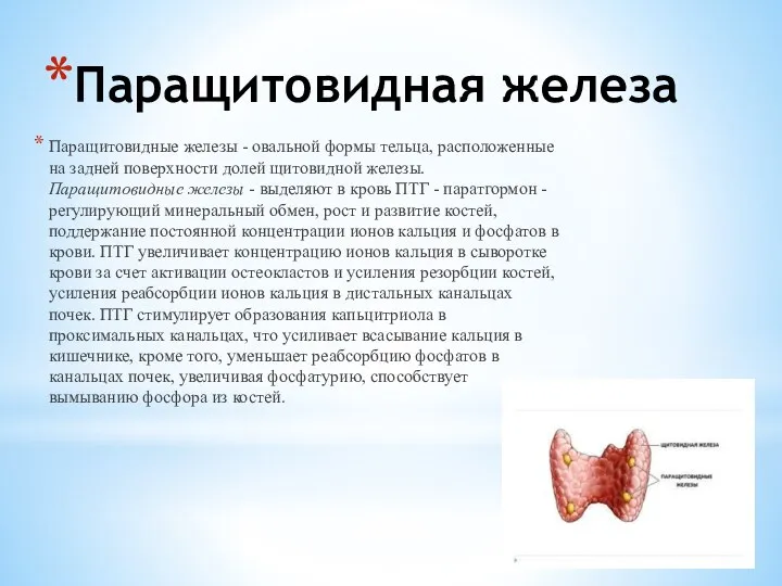 Паращитовидная железа Паращитовидные железы - овальной формы тельца, расположенные на задней поверхности