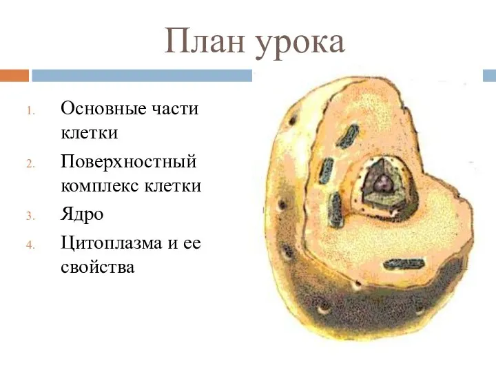 План урока Основные части клетки Поверхностный комплекс клетки Ядро Цитоплазма и ее свойства