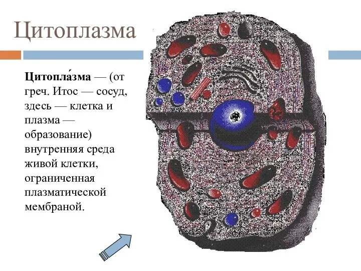 Цитоплазма Цитопла́зма — (от греч. Итос — сосуд, здесь — клетка и