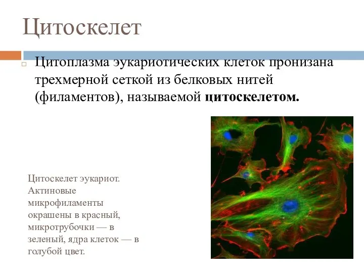 Цитоскелет Цитоплазма эукариотических клеток пронизана трехмерной сеткой из белковых нитей (филаментов), называемой