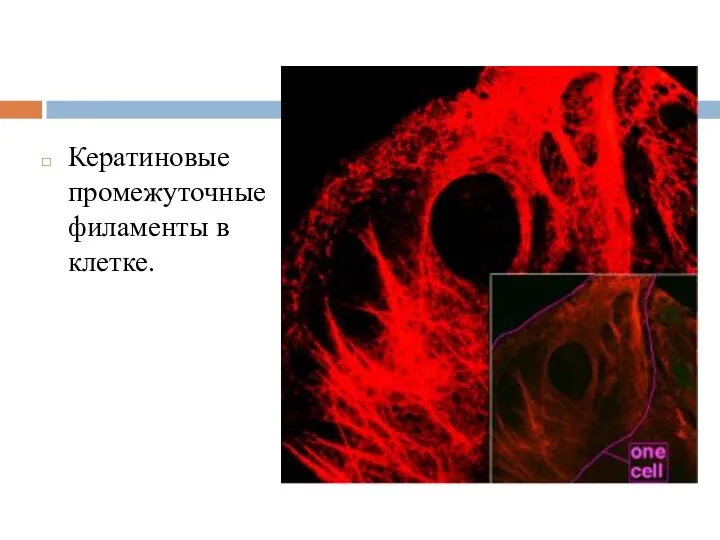 Кератиновые промежуточные филаменты в клетке.