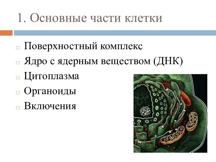 1. Основные части клетки Поверхностный комплекс Ядро с ядерным веществом (ДНК) Цитоплазма Органоиды Включения