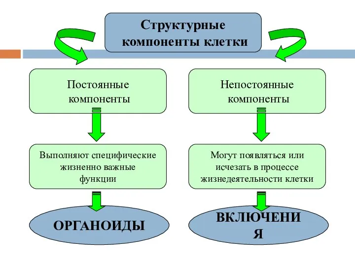 Постоянные компоненты Непостоянные компоненты Структурные компоненты клетки Выполняют специфические жизненно важные функции