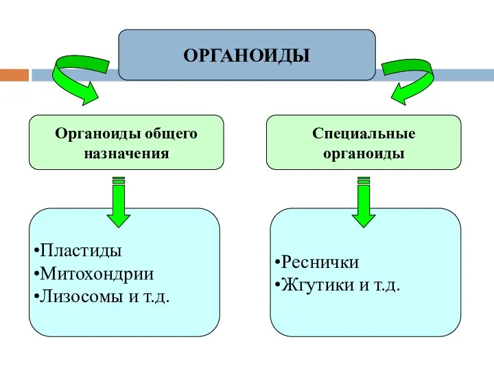 ОРГАНОИДЫ Органоиды общего назначения Специальные органоиды Пластиды Митохондрии Лизосомы и т.д. Реснички Жгутики и т.д.