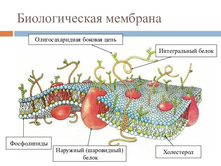 Биологическая мембрана Олигосахаридная боковая цепь Интегральный белок Фосфолипиды Наружный (шаровидный) белок Холестерол