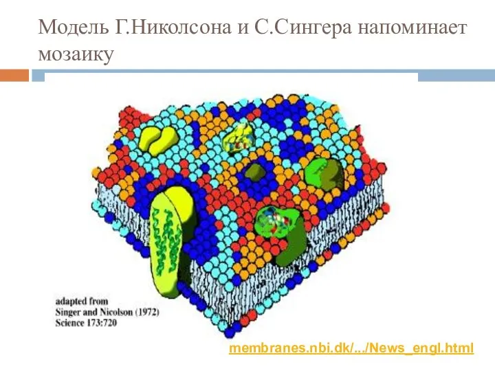 Модель Г.Николсона и С.Сингера напоминает мозаику membranes.nbi.dk/.../News_engl.html