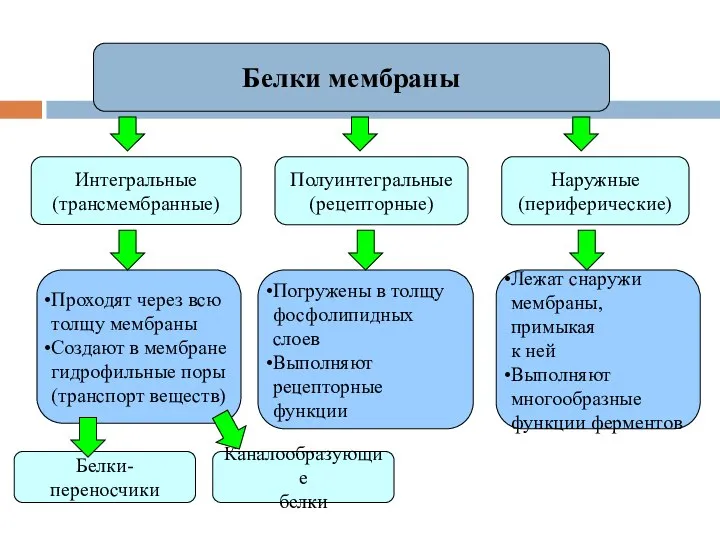 Белки мембраны Интегральные (трансмембранные) Наружные (периферические) Полуинтегральные (рецепторные) Проходят через всю толщу