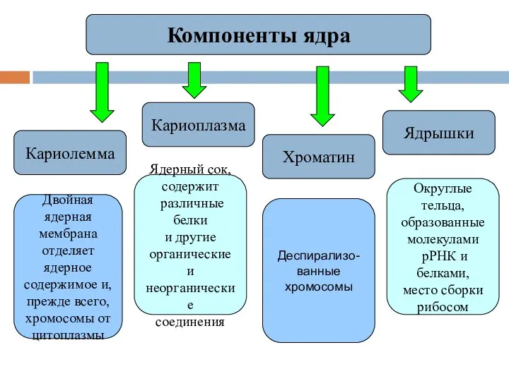 Кариолемма Кариоплазма Хроматин Ядрышки Компоненты ядра Двойная ядерная мембрана отделяет ядерное содержимое