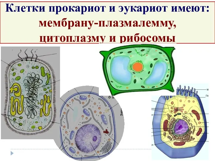 Клетки прокариот и эукариот имеют: мембрану-плазмалемму, цитоплазму и рибосомы