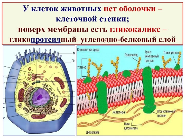 У клеток животных поверх мембраны есть … … У клеток животных нет