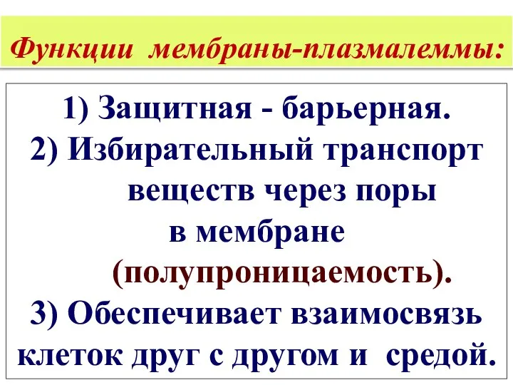 Функции мембраны-плазмалеммы: 1) Защитная - барьерная. 2) Избирательный транспорт веществ через поры