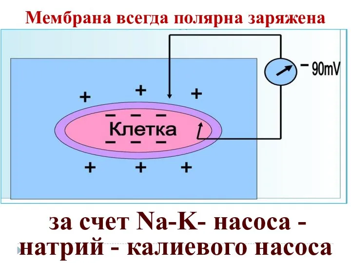 Мембрана всегда полярна заряжена за счет Na-K- насоса - натрий - калиевого насоса