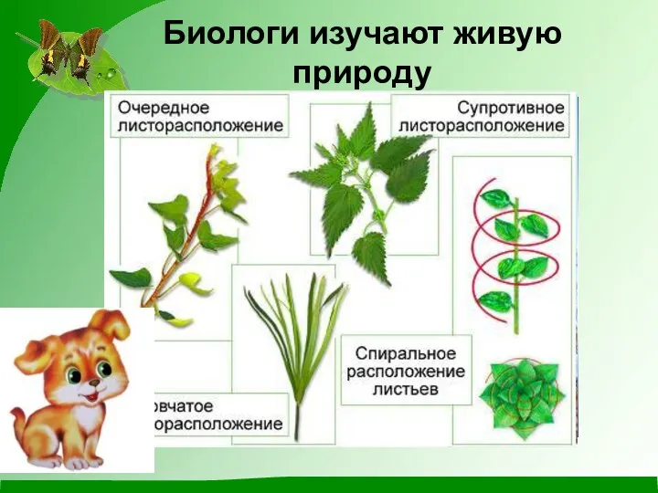 Биологи изучают живую природу