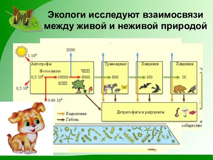 Экологи исследуют взаимосвязи между живой и неживой природой