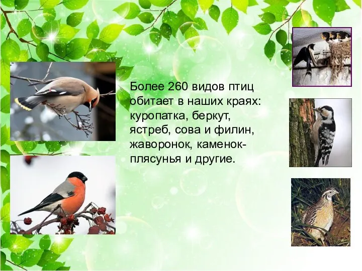 Более 260 видов птиц обитает в наших краях: куропатка, беркут, ястреб, сова