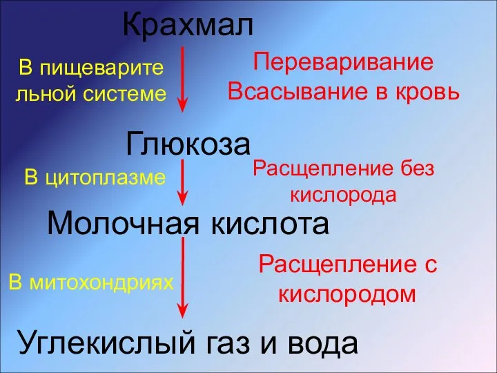 Крахмал Глюкоза Молочная кислота Углекислый газ и вода Переваривание Всасывание в кровь