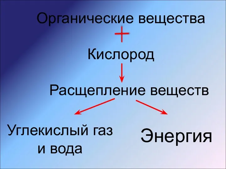 Органические вещества Кислород Расщепление веществ Углекислый газ и вода Энергия