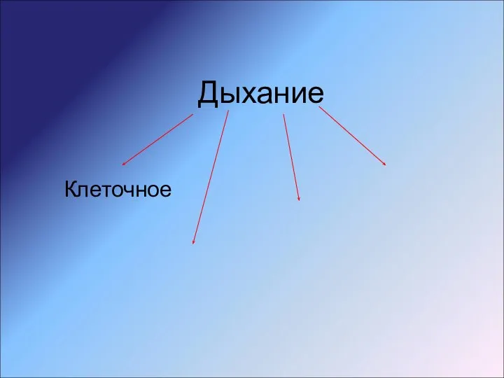 Дыхание Клеточное