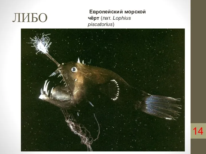 ЛИБО 14 Европейский морской чёрт (лат. Lophius piscatorius)