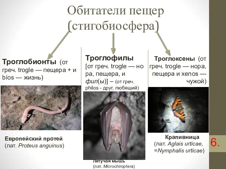 Обитатели пещер (стигобиосфера) Троглобионты (от греч. trogle — пещера + и bíos