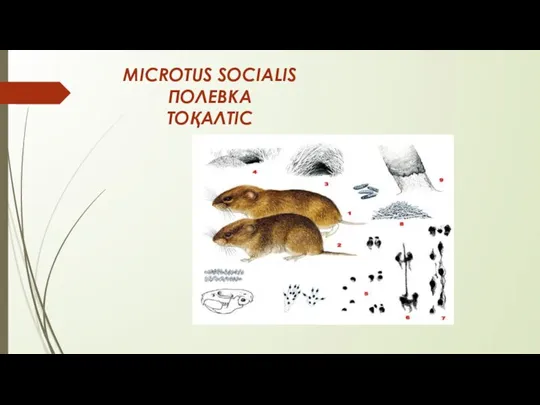 MICROTUS SOCIALIS ПОЛЕВКА ТОҚАЛТІС