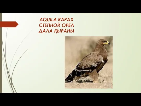 AQUILA RAPAX СТЕПНОЙ ОРЕЛ ДАЛА ҚЫРАНЫ