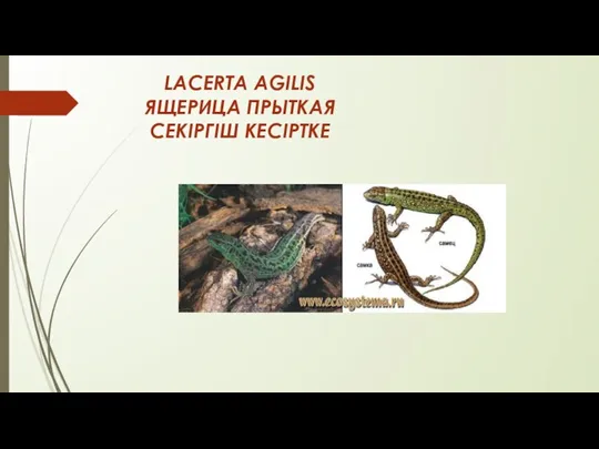 LACERTA AGILIS ЯЩЕРИЦА ПРЫТКАЯ СЕКІРГІШ КЕСІРТКЕ