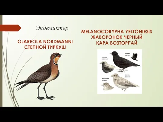 Эндемиктер MELANOCORYPHA YELTONIESIS ЖАВОРОНОК ЧЕРНЫЙ ҚАРА БОЗТОРҒАЙ GLAREOLA NORDMANNI СТЕПНОЙ ТИРКУШ