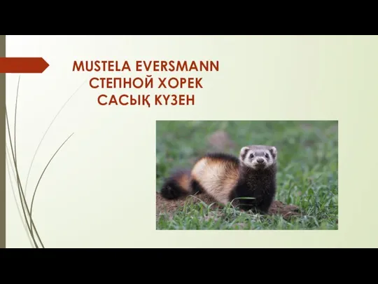 MUSTELA EVERSMANN СТЕПНОЙ ХОРЕК САСЫҚ КҮЗЕН