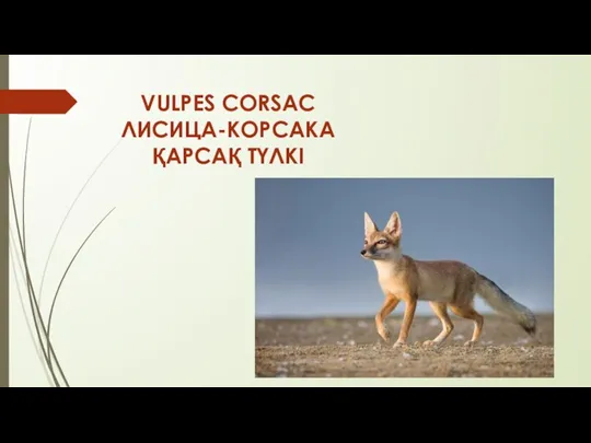 VULPES CORSAC ЛИСИЦА-КОРСАКА ҚАРСАҚ ТҮЛКІ