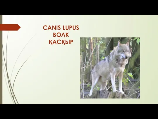 CANIS LUPUS ВОЛК ҚАСҚЫР