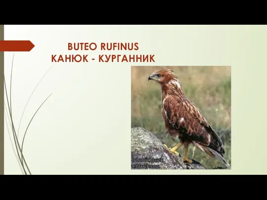 BUTEO RUFINUS КАНЮК - КУРГАННИК