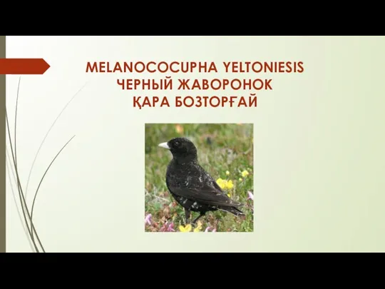 MELANOCOCUPHA YELTONIESIS ЧЕРНЫЙ ЖАВОРОНОК ҚАРА БОЗТОРҒАЙ